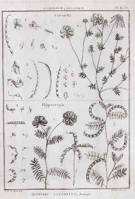 Bild Nr.1: 145-1416 (Tableau encyclopedique et methodique: (Botanik)