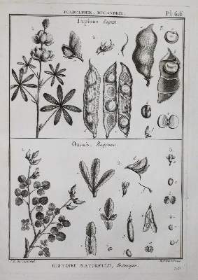 Bild Nr.4: 145-1416 (Tableau encyclopedique et methodique: (Botanik)