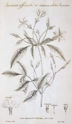 Bild Nr.2: 145-1417 Thornton,R.J.: (Botanik)