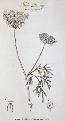 Bild Nr.3: 145-1417 Thornton,R.J.: (Botanik)
