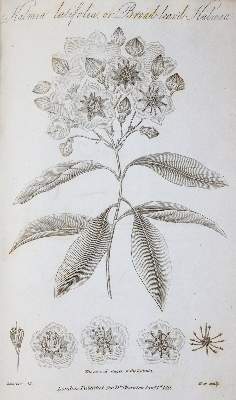 Bild Nr.4: 145-1417 Thornton,R.J.: (Botanik)