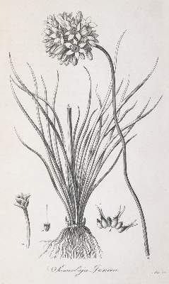 Bild Nr.1: 145-1418 Trattinnick,L.: (Botanik)