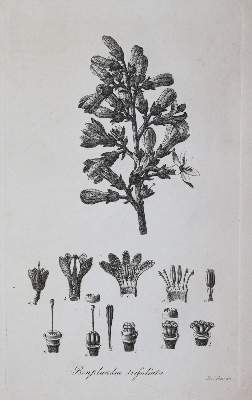 Bild Nr.5: 145-1418 Trattinnick,L.: (Botanik)