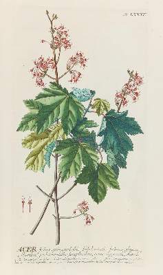 Bild Nr.9: 145-1419 Trew,Ch.J.: (Botanik)