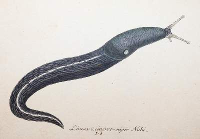 Bild Nr.2: 145-1420 Sturm,J.: (Botanik, Würmer)