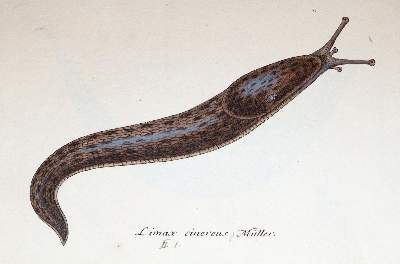 Bild Nr.3: 145-1420 Sturm,J.: (Botanik, Würmer)