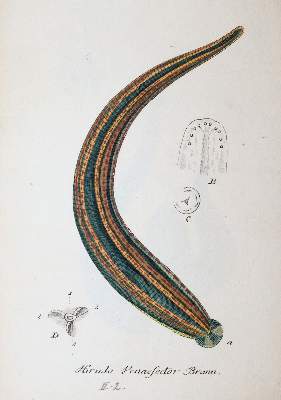 Bild Nr.4: 145-1420 Sturm,J.: (Botanik, Würmer)