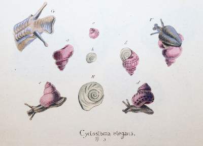Bild Nr.6: 145-1420 Sturm,J.: (Botanik, Würmer)