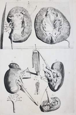 Bild Nr.1: 145-1434 Cowper,W.: (Medizin)
