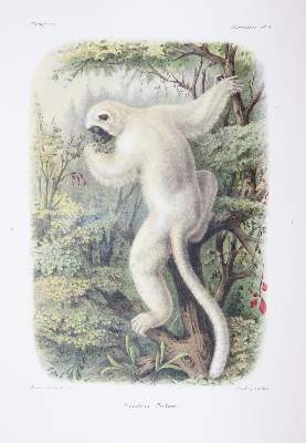 Bild Nr.3: 145-1491 Grandidier,A.: (Zoologie, Affen)