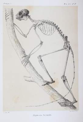 Bild Nr.5: 145-1491 Grandidier,A.: (Zoologie, Affen)