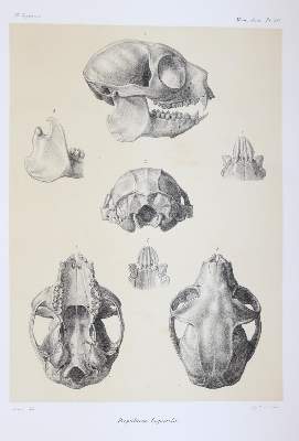 Bild Nr.6: 145-1491 Grandidier,A.: (Zoologie, Affen)