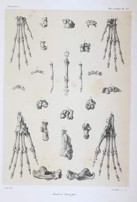 Bild Nr.7: 145-1491 Grandidier,A.: (Zoologie, Affen)
