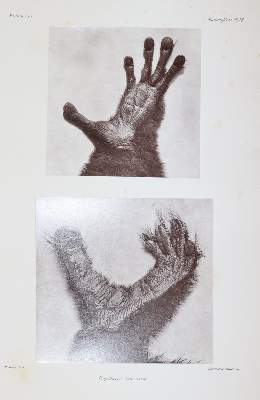 Bild Nr.8: 145-1491 Grandidier,A.: (Zoologie, Affen)