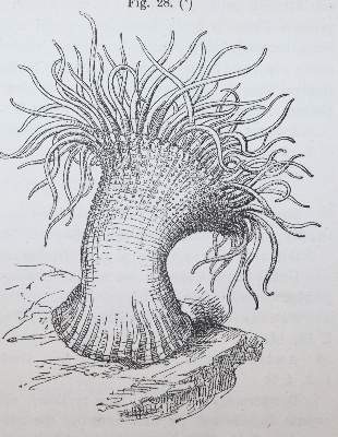Bild Nr.1: 145-1493 Andres,A.: (Zoologie)