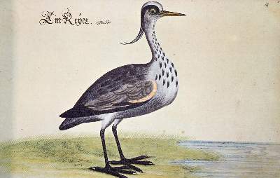 Bild Nr.3: 145-1494 Baldner,L.: (Zoologie)