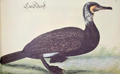 Bild Nr.4: 145-1494 Baldner,L.: (Zoologie)