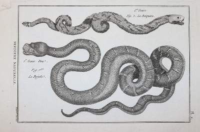Bild Nr.1: 145-1496 (Bonnaterre,P.J.: (Zoologie)