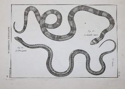 Bild Nr.2: 145-1496 (Bonnaterre,P.J.: (Zoologie)