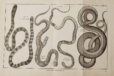 Bild Nr.3: 145-1496 (Bonnaterre,P.J.: (Zoologie)