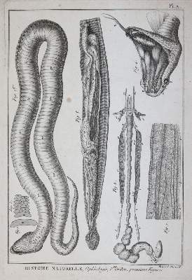 Bild Nr.4: 145-1496 (Bonnaterre,P.J.: (Zoologie)