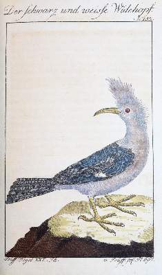 Bild Nr.4: 145-1497 Buffon,G.L.L.: (Zoologie)