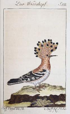 Bild Nr.5: 145-1497 Buffon,G.L.L.: (Zoologie)