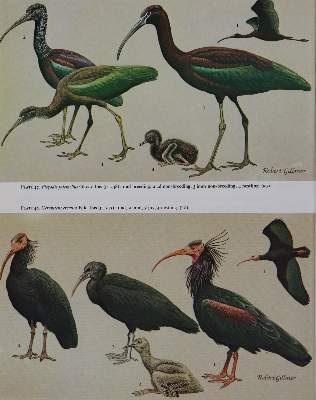 Bild Nr.3: 145-1499 Handbook: (Zoologie)