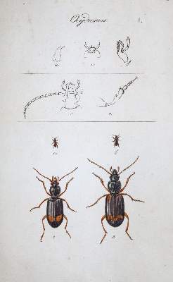 Bild Nr.2: 145-1501 (Clairville,J.P.de): (Zoologie, Insekten, Schweiz)