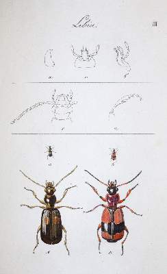 Bild Nr.3: 145-1501 (Clairville,J.P.de): (Zoologie, Insekten, Schweiz)