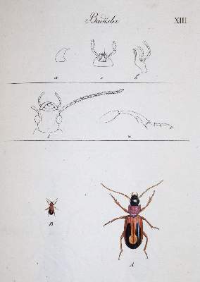 Bild Nr.4: 145-1501 (Clairville,J.P.de): (Zoologie, Insekten, Schweiz)