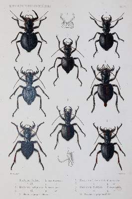 Bild Nr.2: 145-1503 Thomson,J.: (Zoologie, Insekten)