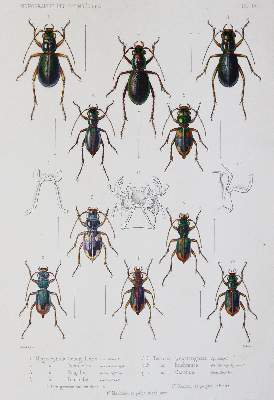 Bild Nr.3: 145-1503 Thomson,J.: (Zoologie, Insekten)