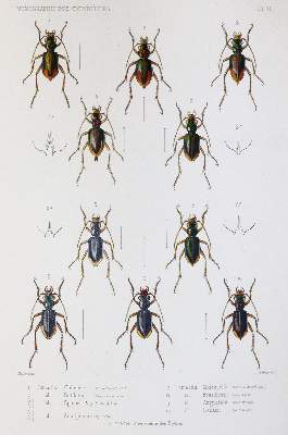 Bild Nr.4: 145-1503 Thomson,J.: (Zoologie, Insekten)