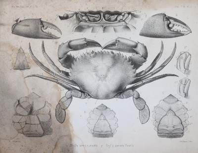 Bild Nr.1: 145-1504 Milne-Edwards,A.: (Zoologie, Krebse)