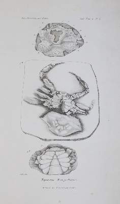 Bild Nr.2: 145-1504 Milne-Edwards,A.: (Zoologie, Krebse)