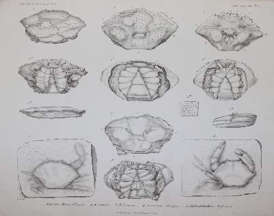 Bild Nr.3: 145-1504 Milne-Edwards,A.: (Zoologie, Krebse)