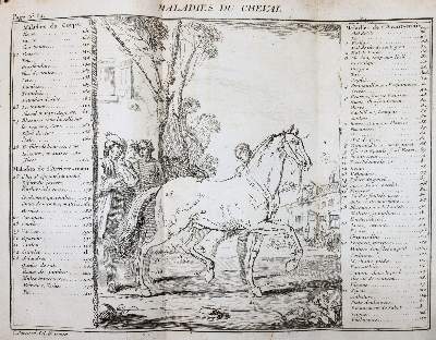 Bild Nr.2: 145-1505 Gueriniere,(F.R.)de la.: (Zoologie, Pferde)