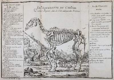 Bild Nr.3: 145-1505 Gueriniere,(F.R.)de la.: (Zoologie, Pferde)