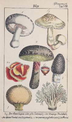 Bild Nr.1: 145-1506 Rebau,H. (d.i. C.A.Gebauer).: (Zoologie)