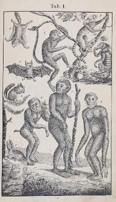 Bild Nr.2: 145-1506 Rebau,H. (d.i. C.A.Gebauer).: (Zoologie)