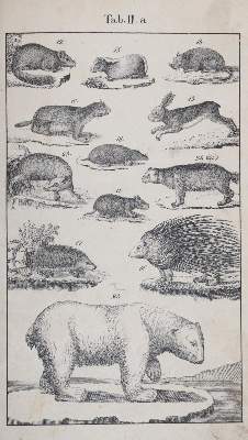 Bild Nr.3: 145-1506 Rebau,H. (d.i. C.A.Gebauer).: (Zoologie)
