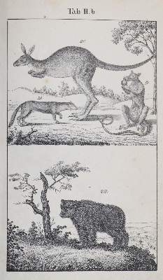 Bild Nr.4: 145-1506 Rebau,H. (d.i. C.A.Gebauer).: (Zoologie)