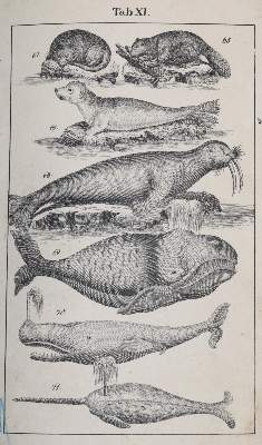 Bild Nr.5: 145-1506 Rebau,H. (d.i. C.A.Gebauer).: (Zoologie)
