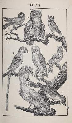 Bild Nr.6: 145-1506 Rebau,H. (d.i. C.A.Gebauer).: (Zoologie)