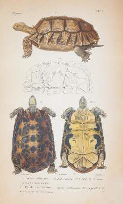 Bild Nr.1: 145-1507 (Dumeril,A.M.C. u. G.Bibron.: (Zoologie, Reptilien)