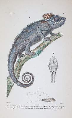 Bild Nr.2: 145-1507 (Dumeril,A.M.C. u. G.Bibron.: (Zoologie, Reptilien)