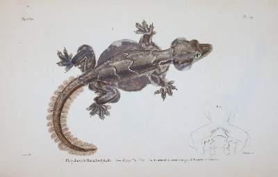 Bild Nr.3: 145-1507 (Dumeril,A.M.C. u. G.Bibron.: (Zoologie, Reptilien)