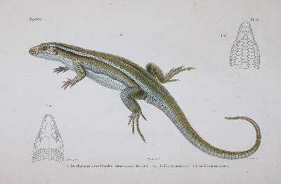 Bild Nr.4: 145-1507 (Dumeril,A.M.C. u. G.Bibron.: (Zoologie, Reptilien)