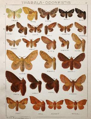 Bild Nr.3: 145-1509 Seitz,A.: (Zoologie, Schmetterlinge)